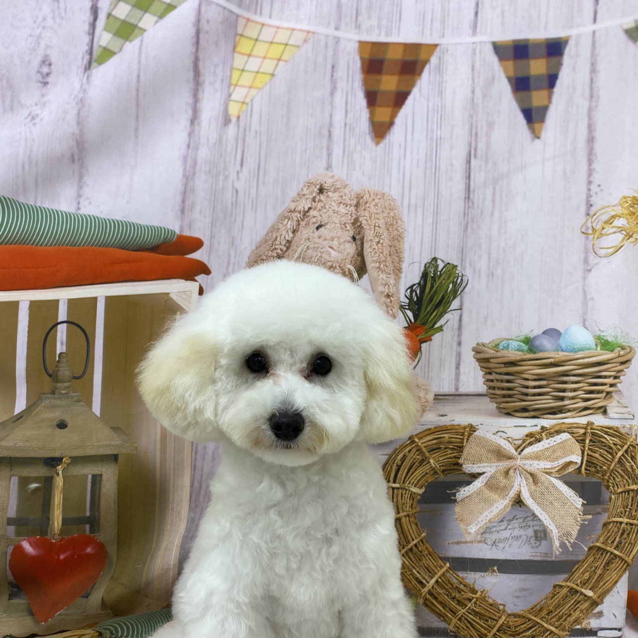 しろさん