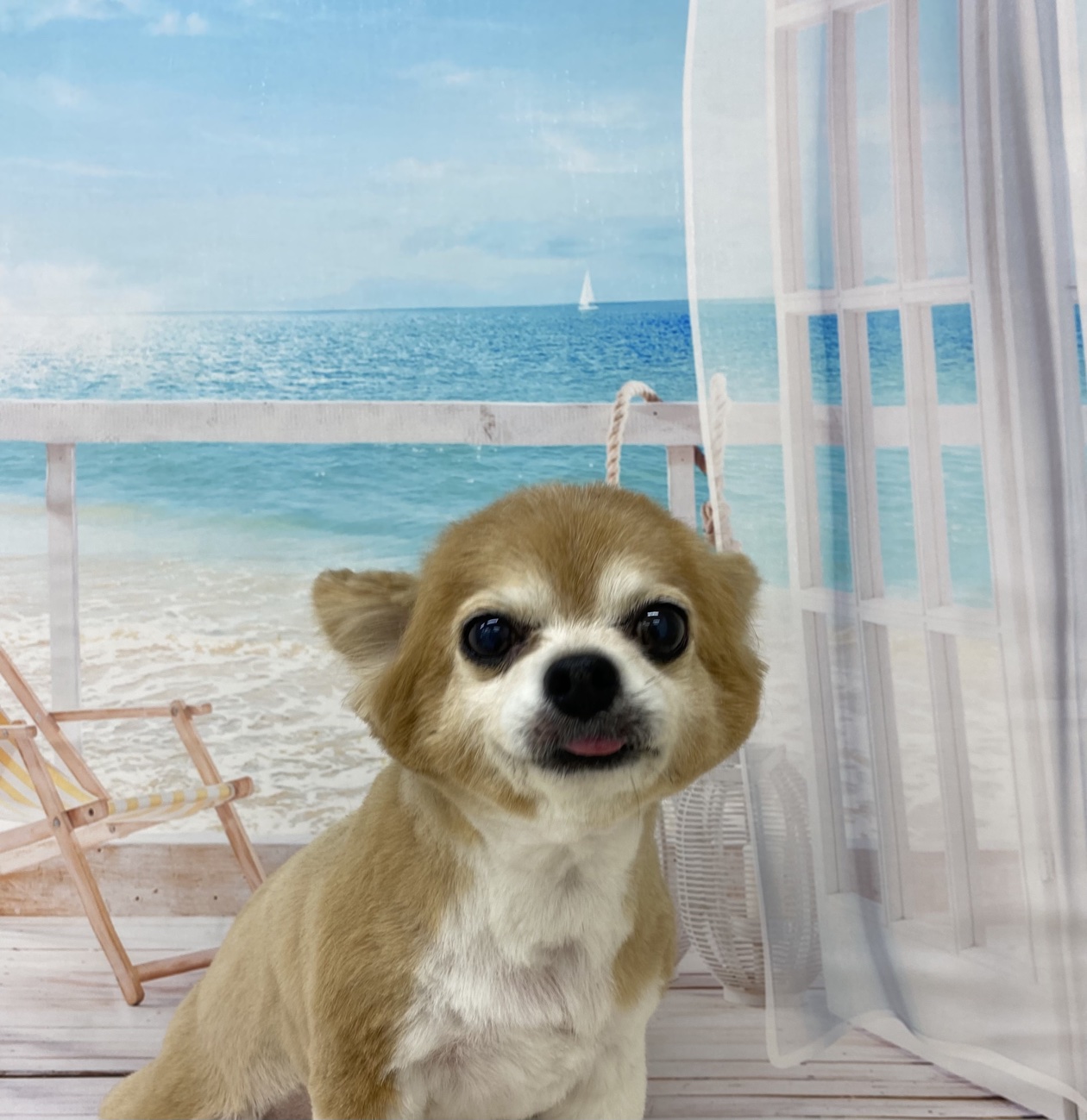 メリさん