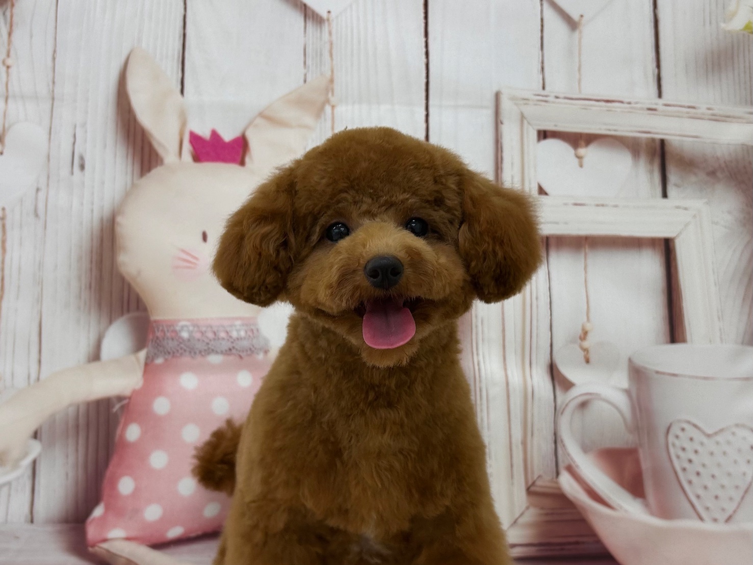 ショコラさん