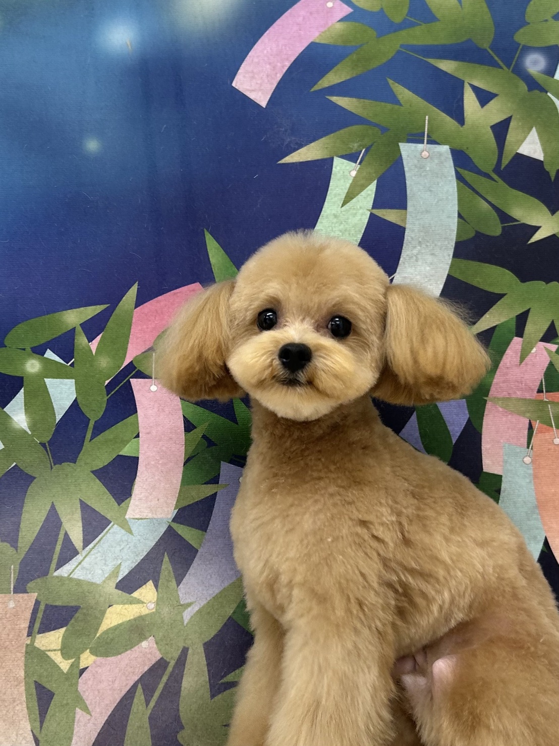 レオさん