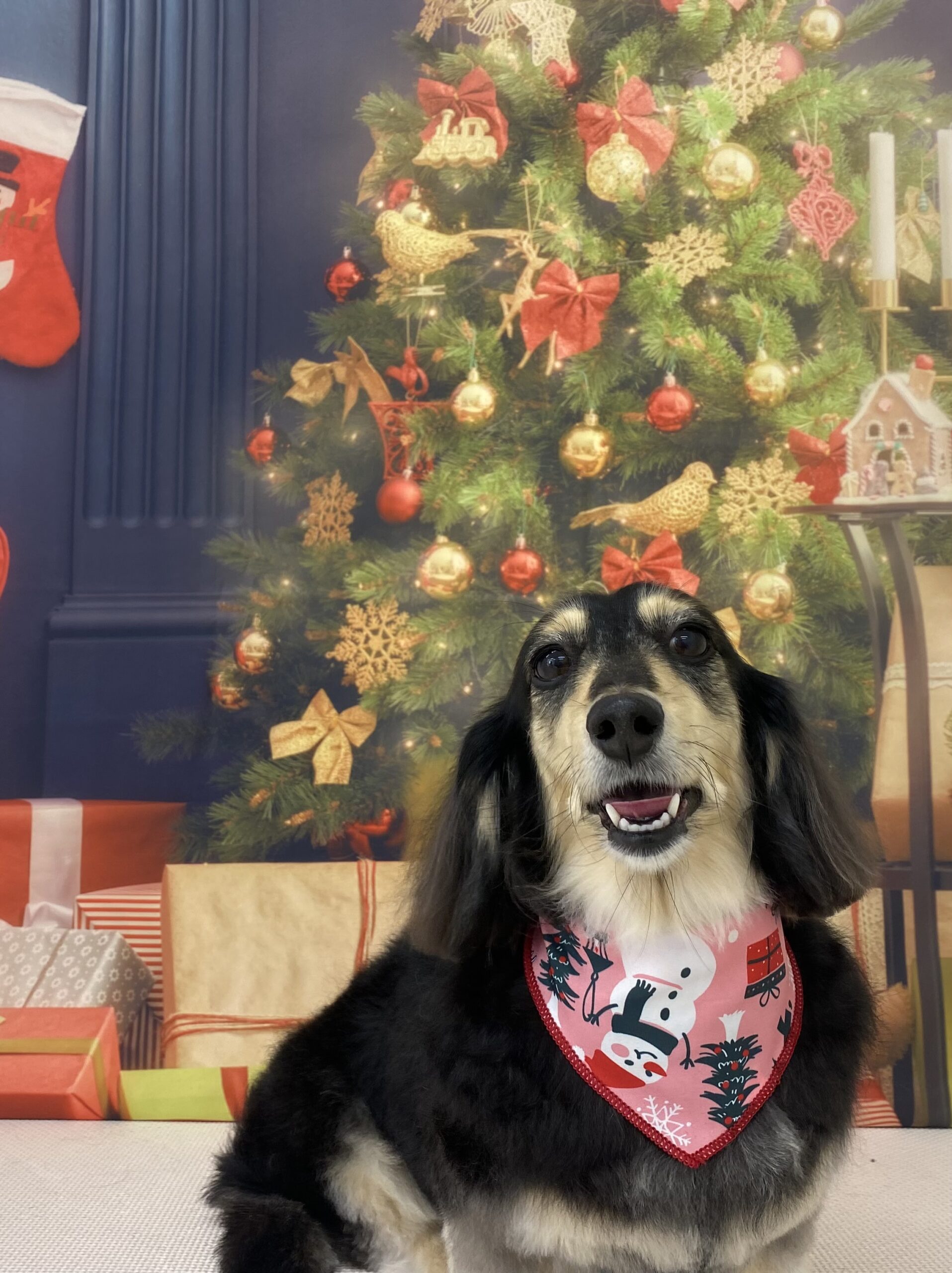 ちゅんちゅんさん