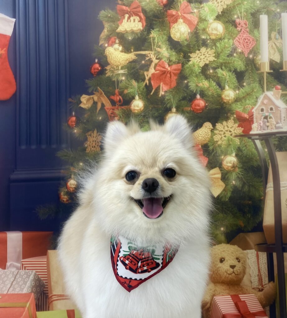 とろろさん – ドッグサロンmomo