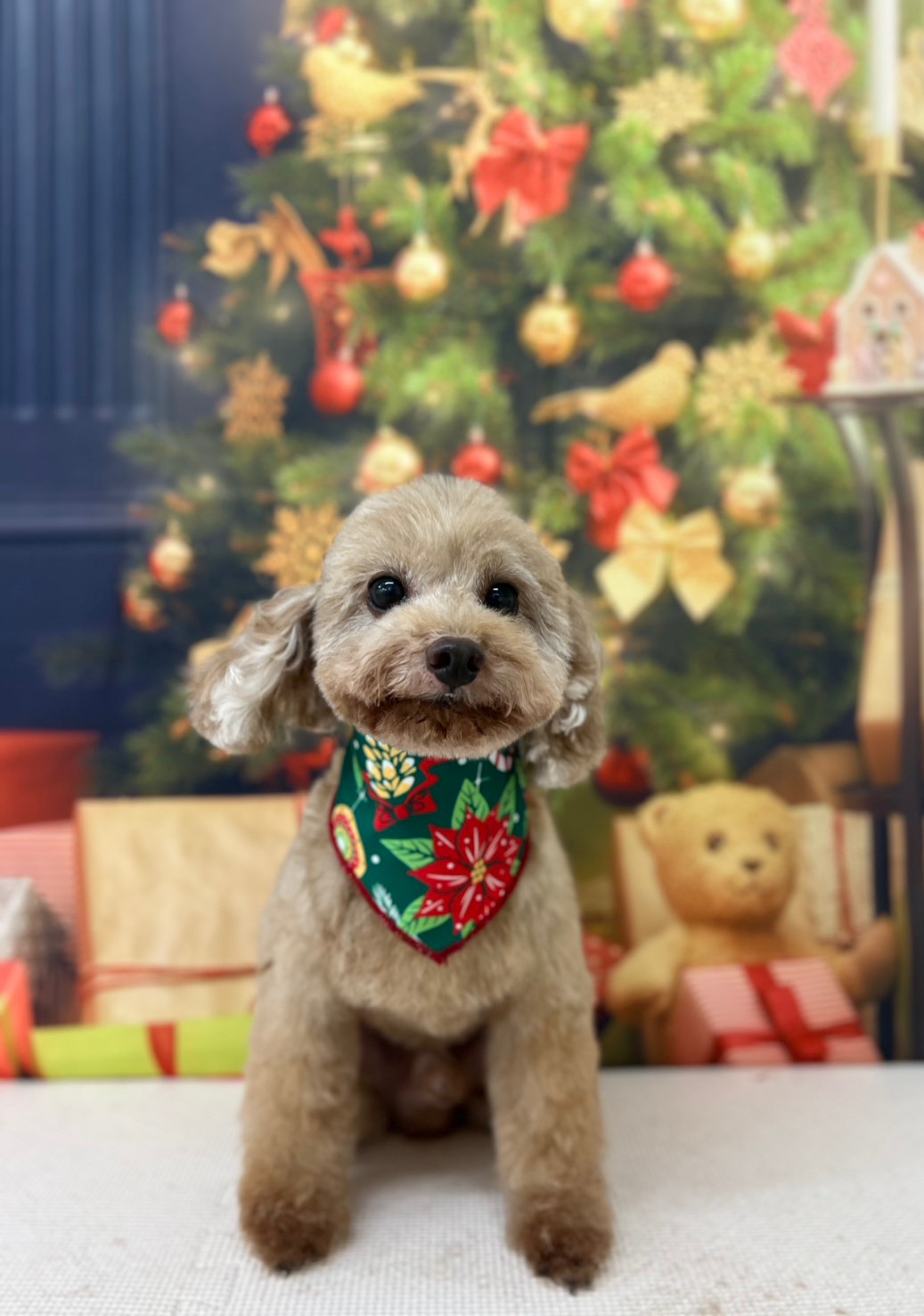 アルテミスさん