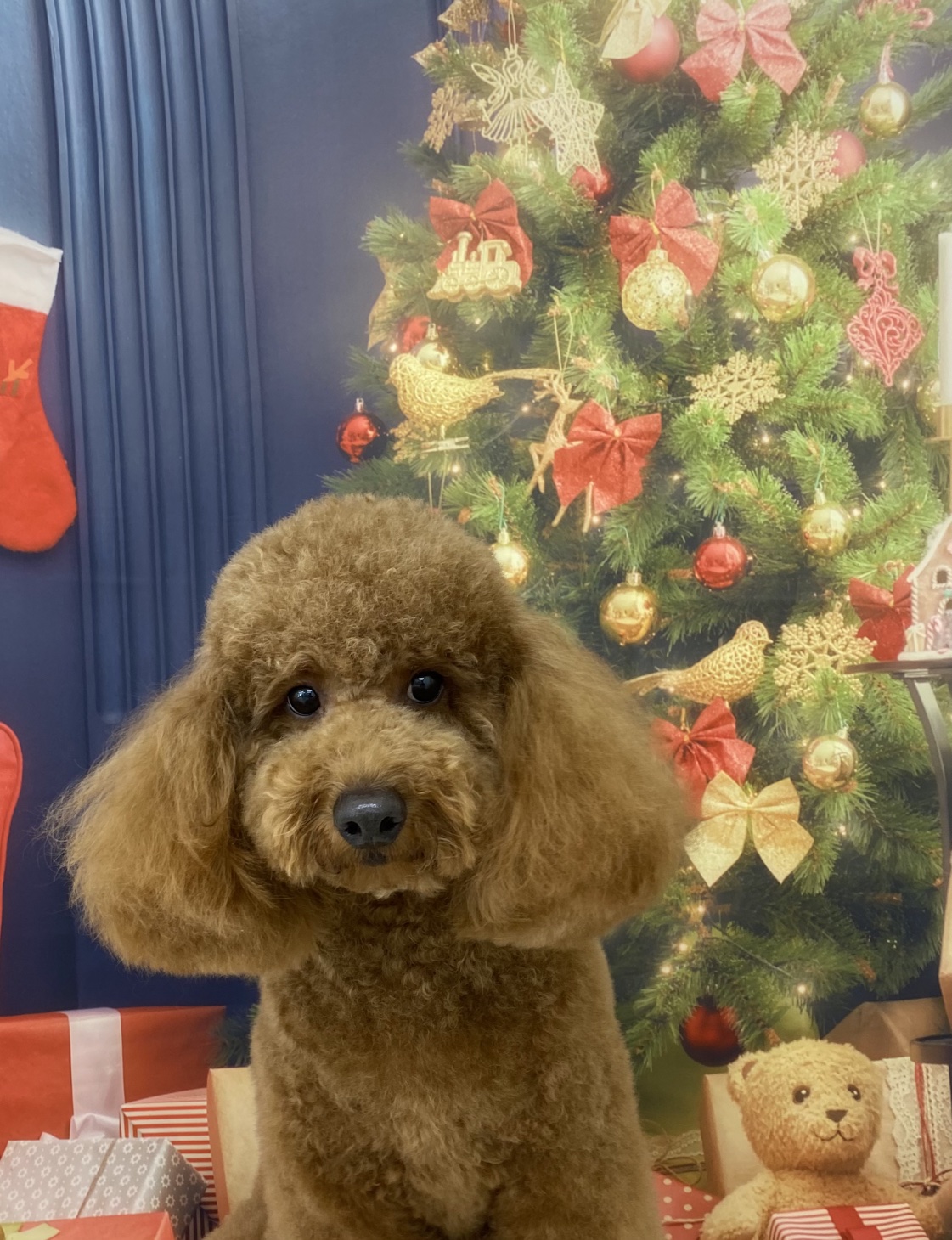 ちゃっぴーさん