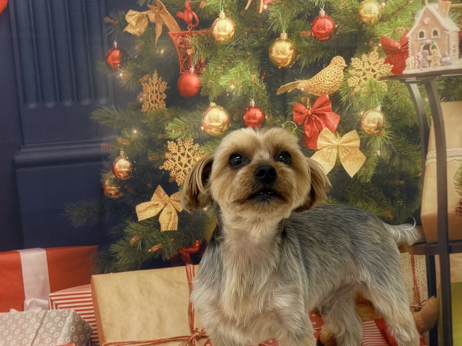 ゴンザレスさん